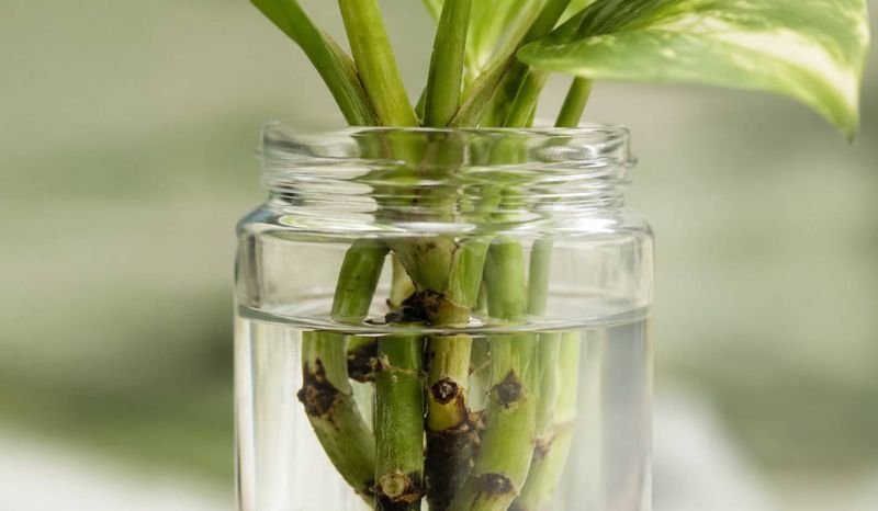 Close-up of a crowded jar of cuttings