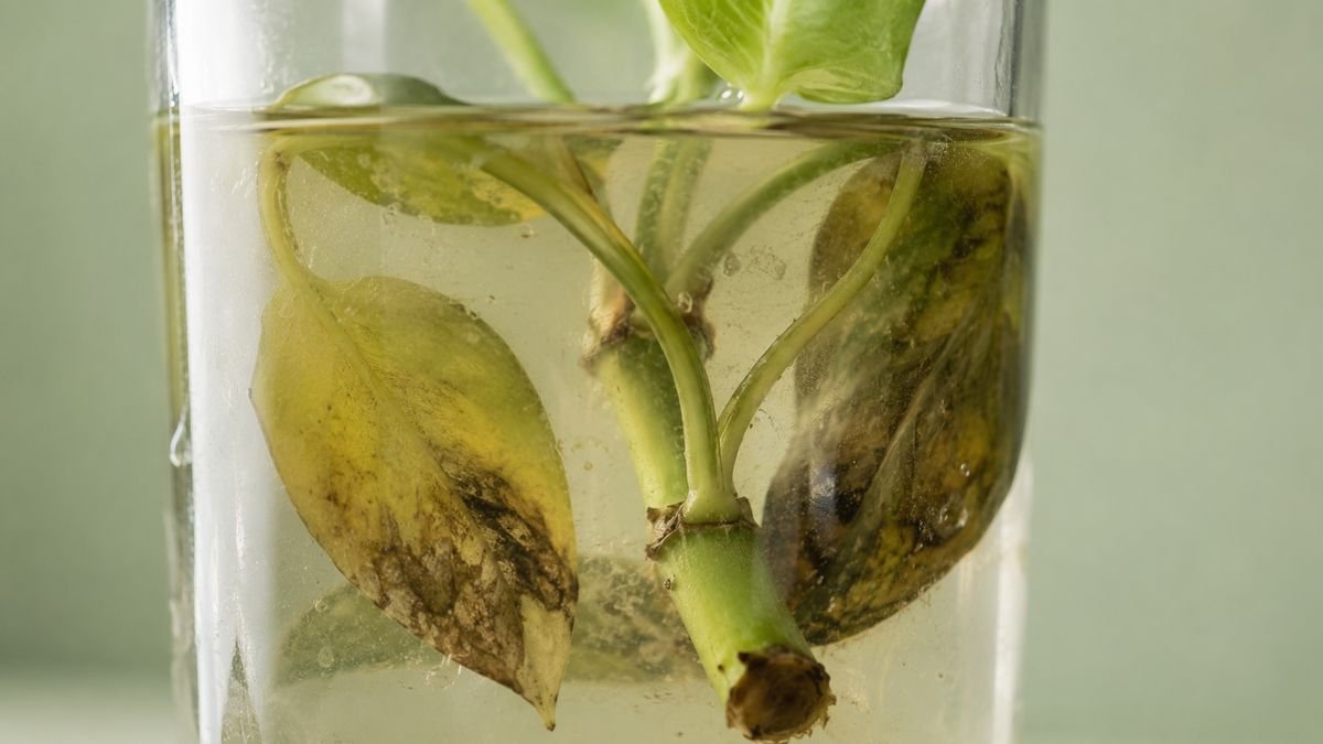 A cutting with submerged leaves fouling the water