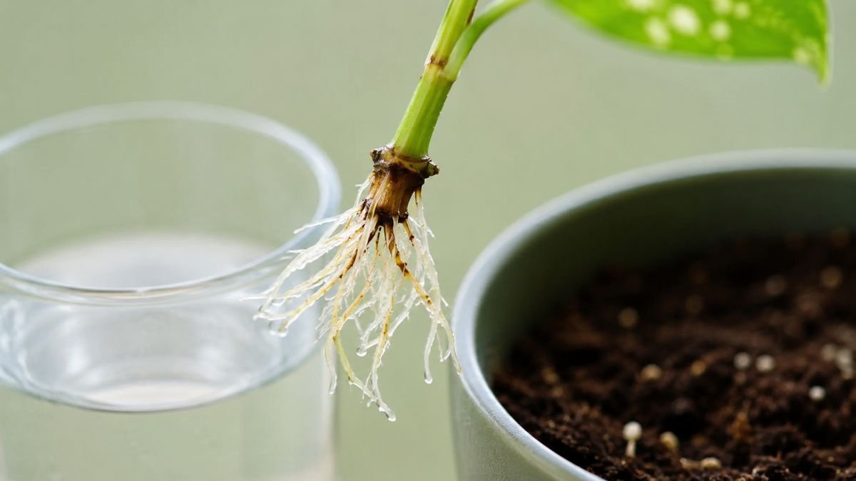 A cutting with one to two inch roots ready to pot up