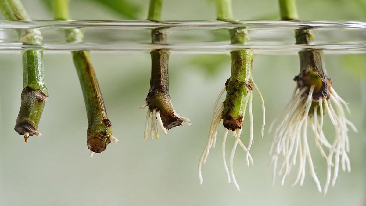 Cuttings with roots at different lengths showing rooting stages