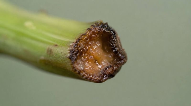 Close-up of a rotting cutting end in water
