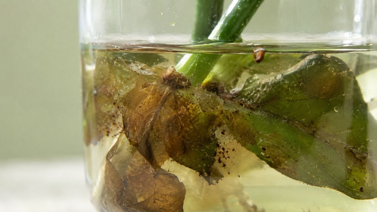 A cutting with submerged leaves fouling the water