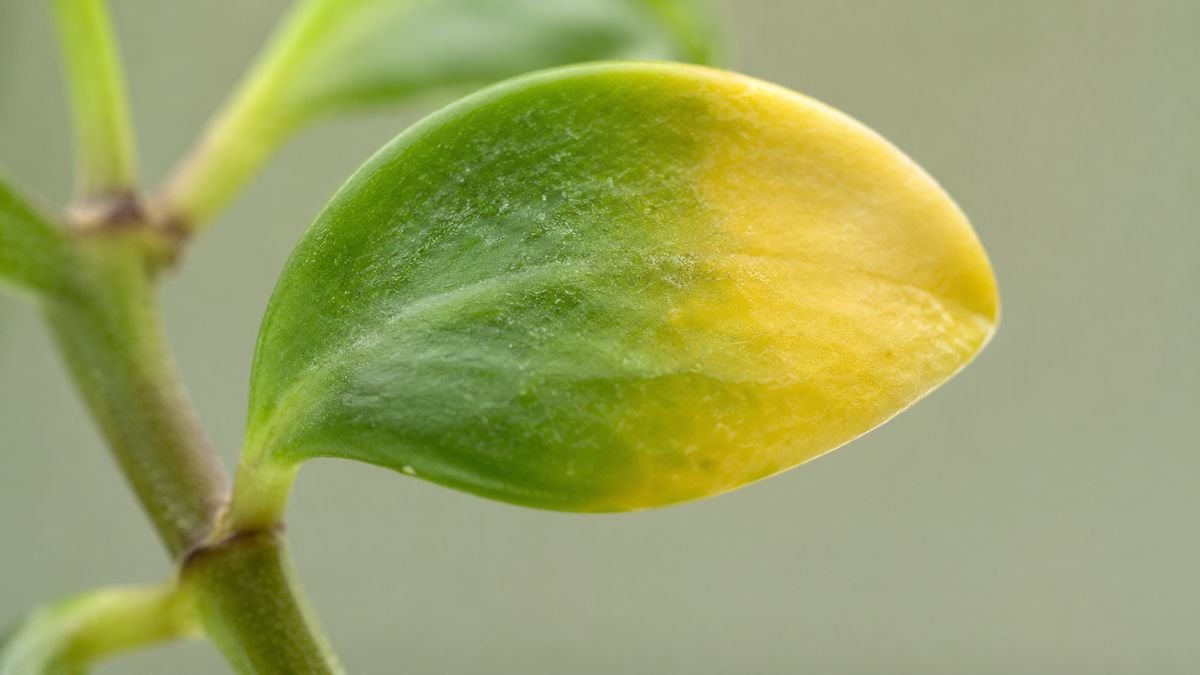 A cutting leaf turning yellow at the edge