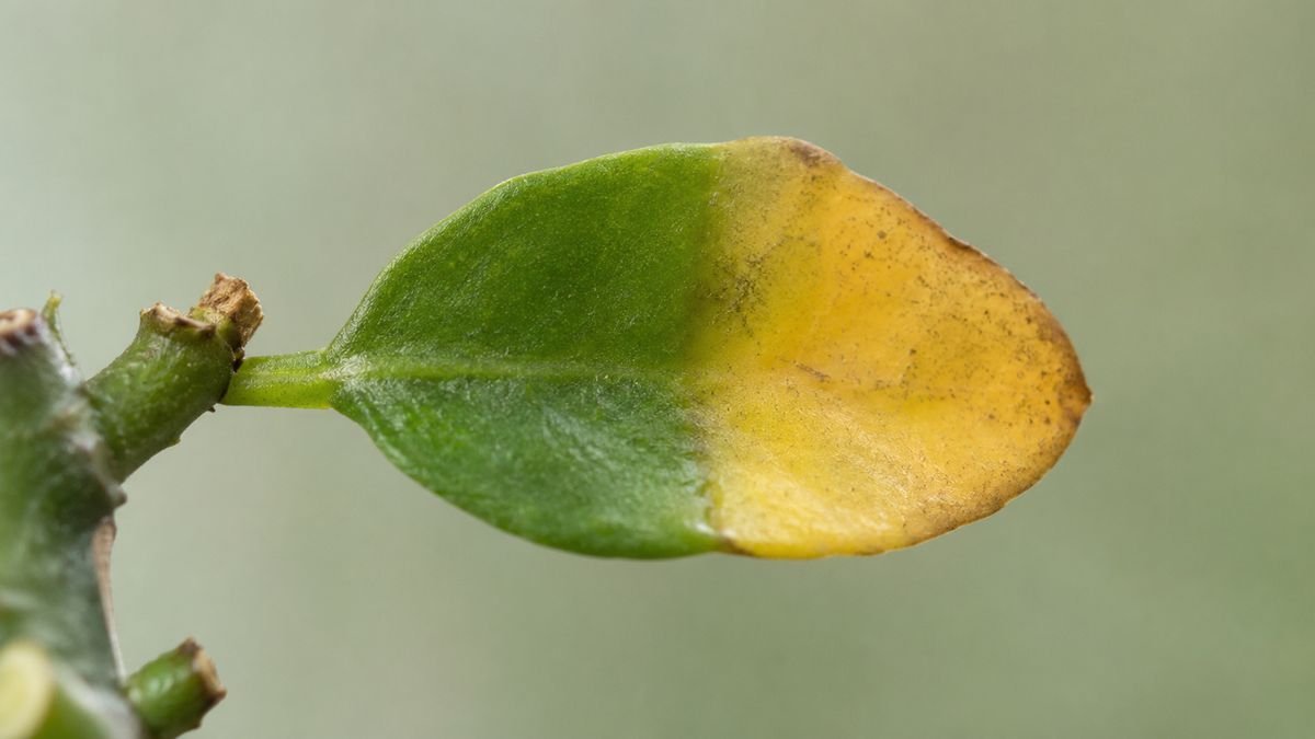 A cutting leaf turning yellow at the edge